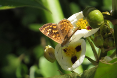 Aricoris indistincta