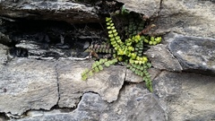 Asplenium trichomanes