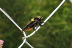 Mallophora ruficauda