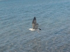 Larus cachinnans