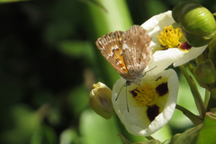 Aricoris indistincta