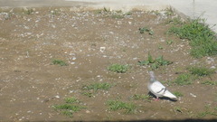 Columba livia