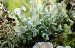 Ramalina fastigiata