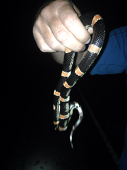 Rhinocheilus antonii