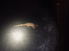 Heloderma exasperatum