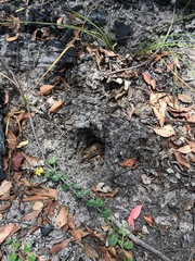 Tachyglossus aculeatus