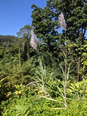 Saccharum × sinense