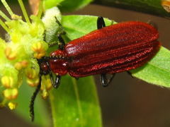 Pseudopyrochroa rufula