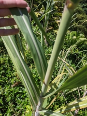 Saccharum × sinense