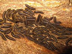 Cerogria janthinipennis