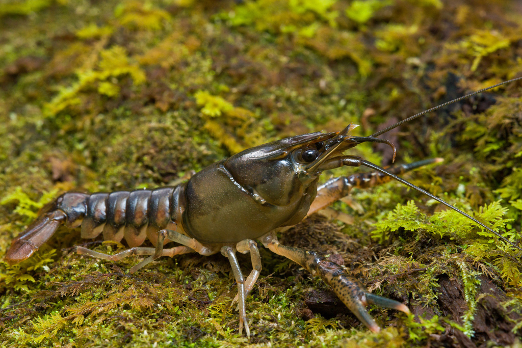 Pearl Blackwater Crayfish