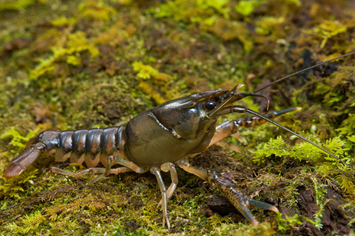 Pearl Blackwater Crayfish