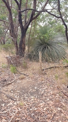 Rhipidura albiscapa