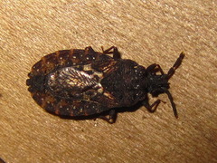 Neuroctenus castaneus