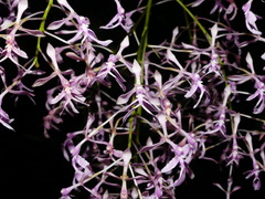 Epidendrum amplum