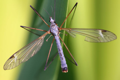 Tipula luna
