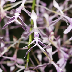 Epidendrum amplum