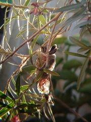 Cynanthus latirostris