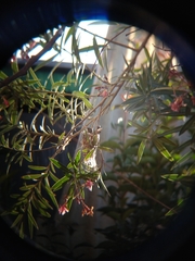 Cynanthus latirostris