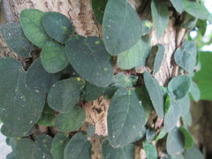 Ficus pumila