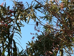 Cynanthus latirostris