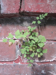 Adiantum capillus-veneris