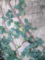 Ficus pumila