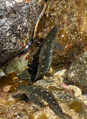 Istiblennius