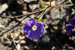 Scaevola calliptera