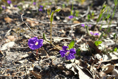 Scaevola calliptera
