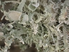 Ramalina paludosa