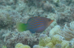 Pseudocheilinus hexataenia
