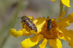 Acmaeodera retifera
