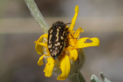 Acmaeodera retifera