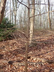 Metasequoia glyptostroboides