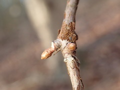 Metasequoia glyptostroboides