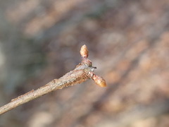Metasequoia glyptostroboides