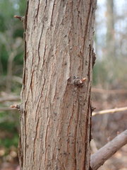 Metasequoia glyptostroboides