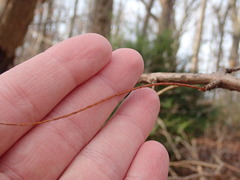 Metasequoia glyptostroboides