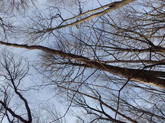 Metasequoia glyptostroboides