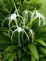 Hymenocallis littoralis