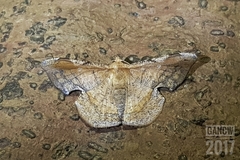 Fascellina