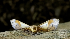 Fascellina