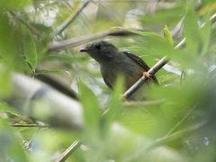 Chiroxiphia lanceolata