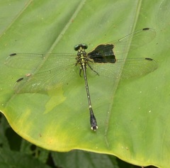Leptogomphus sauteri formosanus