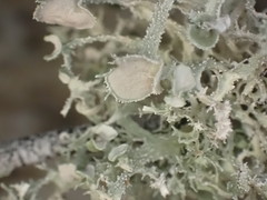 Ramalina paludosa
