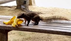 Callosciurus notatus