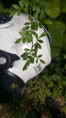 Chrysojasminum humile