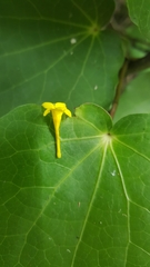 Chrysojasminum humile