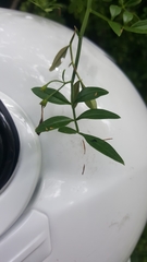 Chrysojasminum humile